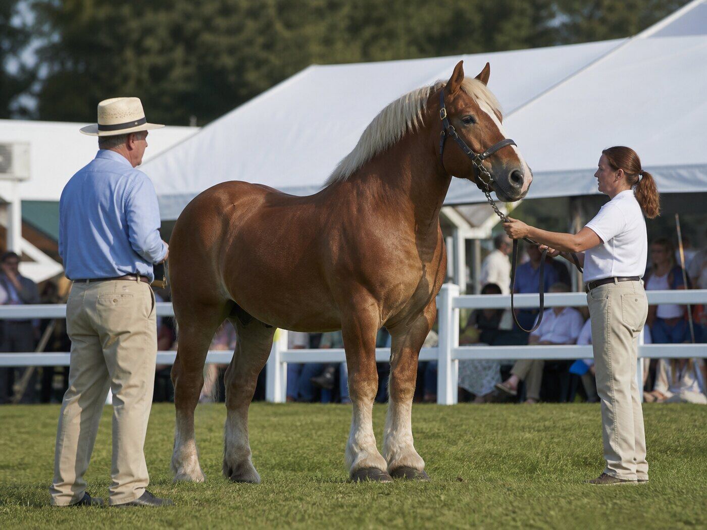 Draft horse presented in a show ring while an official observes