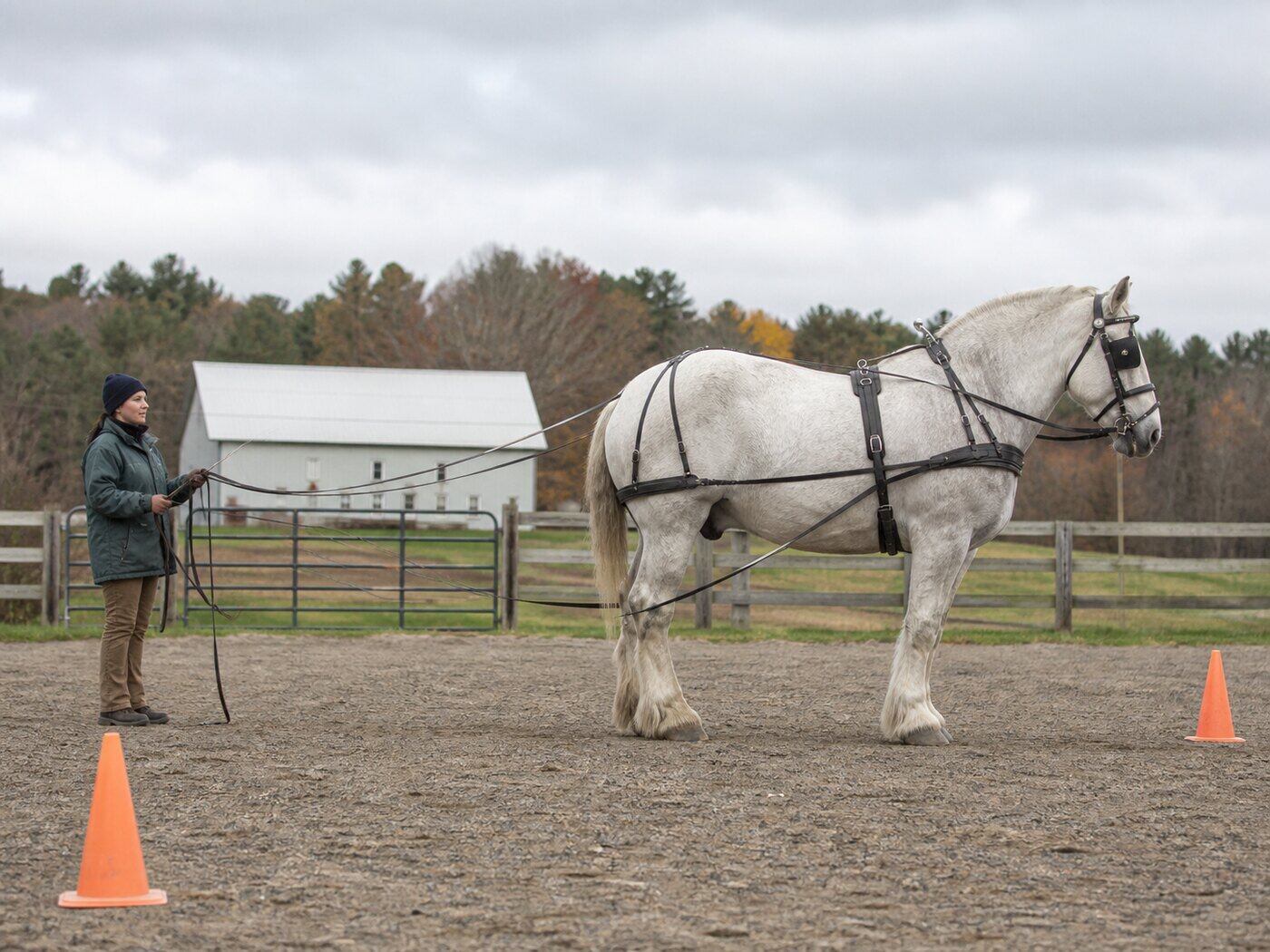 Handler ground-driving a gray draft horse in a quiet outdoor arena