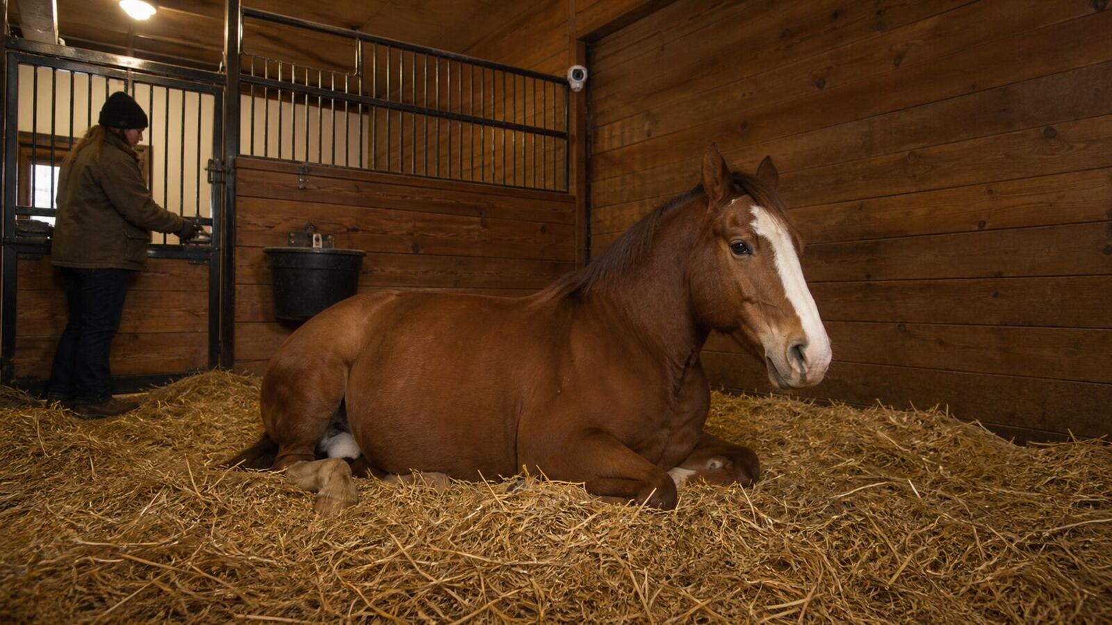 Pregnant draft mare standing in a deeply bedded foaling stall