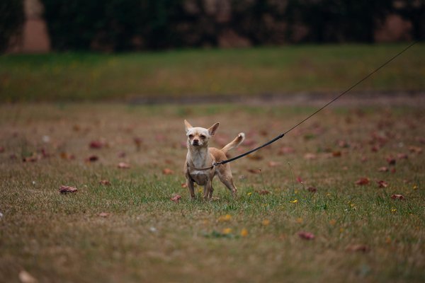 How Are Native UK Animals Adapting to Urban Environments?