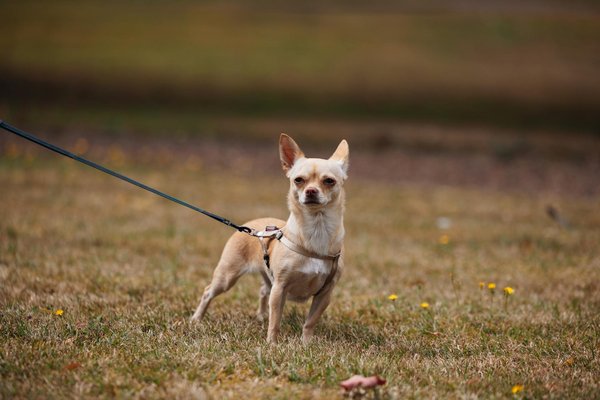 How Do Different Cultures View Cats?