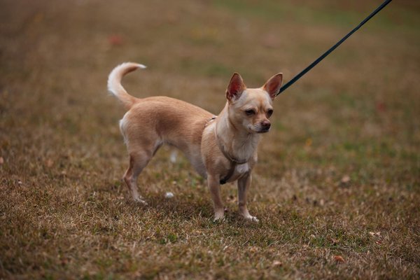 What Conservation Efforts Are Being Made to Protect Endangered Species in the UK?