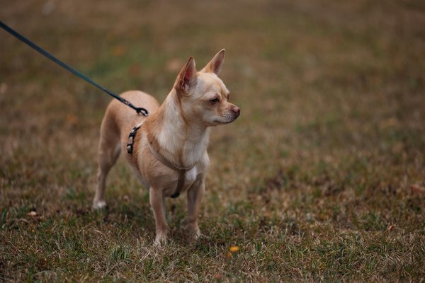 What are the best UK beaches for dog-friendly visits?