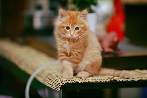 How Can You Help Support Local Dog Rescue Efforts?